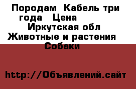 Породам. Кабель три года › Цена ­ 1 000 - Иркутская обл. Животные и растения » Собаки   